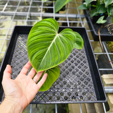 Load image into Gallery viewer, Philodendron Gloriosum, Pink Veined Back, Exact Plant 3 growth points
