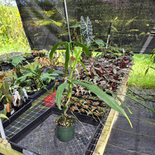 Load image into Gallery viewer, Philodendron Holtonianum exact plant, Fedex 2day*
