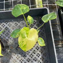 Load image into Gallery viewer, Philodendron Burle Marx, variegated, 2.5" Pot, Fedex 2 day*
