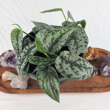 Load image into Gallery viewer, Scindapsus Silver Lady, Exact Plant multi pot Ships Nationwide
