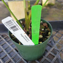 Load image into Gallery viewer, Anthurium Angamarcanum , Exact Plant Ships Nationwide
