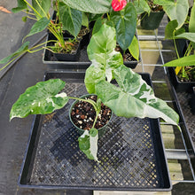 Load image into Gallery viewer, Alocasia Odora, Okinawa Silver, Exact Plant Variegated Ships Nationwide
