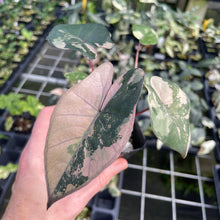 Load image into Gallery viewer, Alocasia Yucatan Princess Pink variegated 2.5" pot, Fedex 2day*
