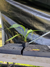 Load image into Gallery viewer, Anthurium Bakeri, Exact Plant Ships Nationwide
