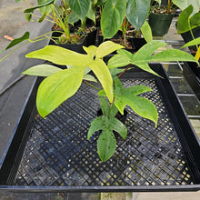 Load image into Gallery viewer, Philodendron Florida Ghost, Exact Plant Ships Nationwide
