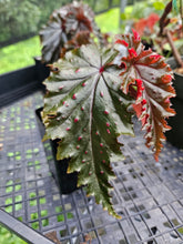 Load image into Gallery viewer, Begonia Serratipetala 2.5" pot Fedex 2day*
