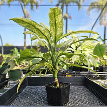 Load image into Gallery viewer, Aglaonema Ice Queen, Silver Queen, Exact Plant Variegated Ships Nationwide
