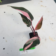 Load image into Gallery viewer, Philodendron Pink Princess, Exact Plant Variegated Ships Nationwide
