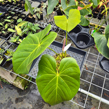 Load image into Gallery viewer, Anthurium Faustomirandae, Faustino'S Giant, Exact Plant Ships Nationwide
