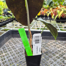 Load image into Gallery viewer, Alocasia Longiloba Lowii, Exact Plant Ships Nationwide
