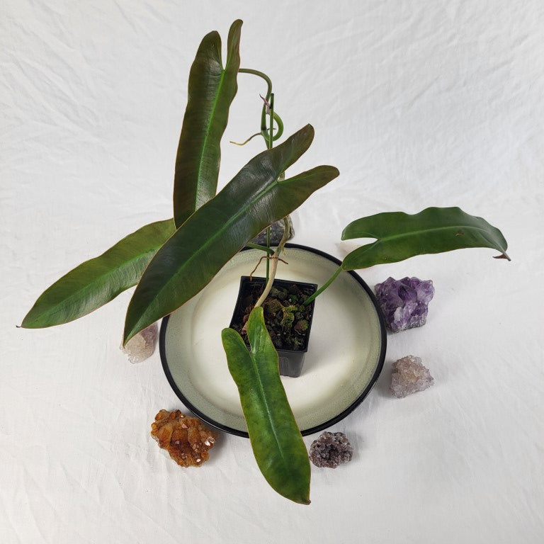 Philodendron Atabapoense 4