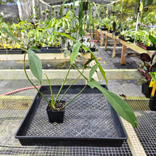 Load image into Gallery viewer, Philodendron Longilobatum Lelano Miyano, Exact Plant Ships Nationwide
