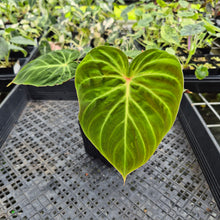 Load image into Gallery viewer, Philodendron Verrucosum Amazon Sunset exact plant, Fedex 2day*
