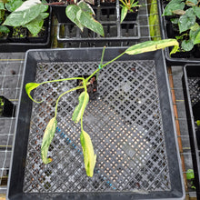 Load image into Gallery viewer, Philodendron Holtonianum Variegated, Exact Plant Ships Nationwide
