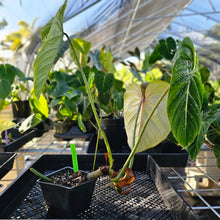 Load image into Gallery viewer, Philodendron Gloriosum, Pink Veined Back, Exact Plant Ships Nationwide
