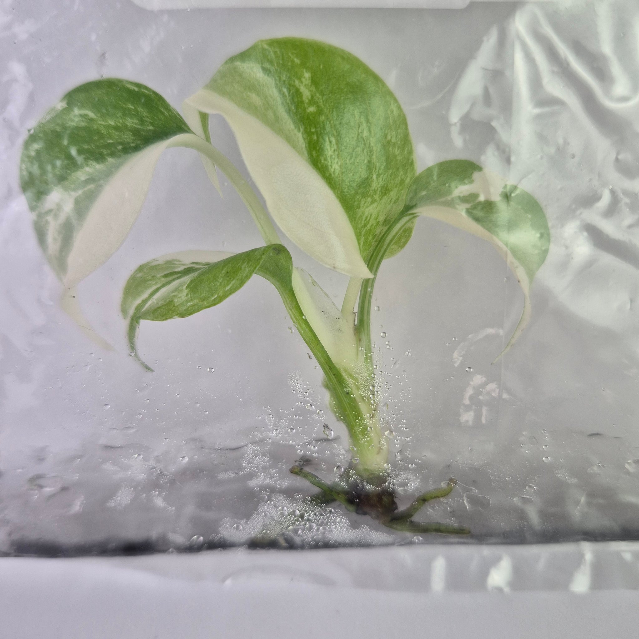 monstera deliciosa albo variegata tissue culture Monstera Borsigiana Albo Deliciosa variegated tissue culture 2DayAir –  Canopy Gems