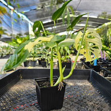 Load image into Gallery viewer, Monstera Adansonii Albo Tricolor, Exact Plant Variegated Ships Nationwide
