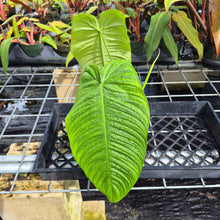 Load image into Gallery viewer, Philodendron Sharoniae, Exact Plant Ships Nationwide
