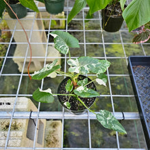 Load image into Gallery viewer, Alocasia Odora, Okinawa Silver, Exact Plant Variegated 5&#39;&#39; pot, multi plant
