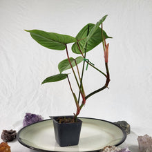 Load image into Gallery viewer, Philodendron Sodiroi True Form, Exact Plant Ships Nationwide
