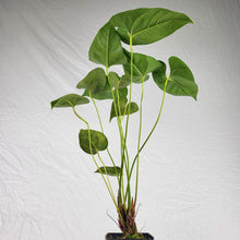 Load image into Gallery viewer, Anthurium Decipiens, Exact Plant double plant
