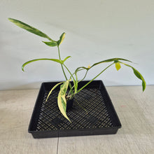 Load image into Gallery viewer, Philodendron Holtonianum Variegated exact plant, Fedex 2day*
