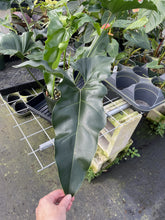 Load image into Gallery viewer, Philodendron Thaumatophyllum Goeldii X Selloum "African Fantasy exact plant, Fedex 2day*

