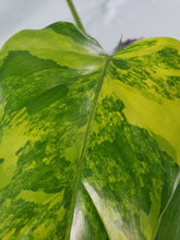 Load image into Gallery viewer, Philodendron Domesticum, Exact Plant Variegated
