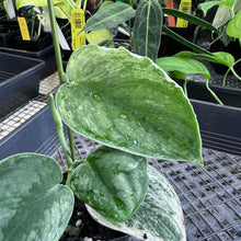 Load image into Gallery viewer, Scindapsus Silver Night King Variegated 2.5" pot, Fedex 2day*

