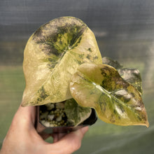 Load image into Gallery viewer, Alocasia Cuprea Golden Latte Variegated exact plant, Fedex 2day*
