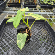 Load image into Gallery viewer, Philodendron Bipennifolium Variegated exact plant, Fedex 2day*
