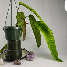 Load image into Gallery viewer, Philodendron Patriciae, Exact Plant
