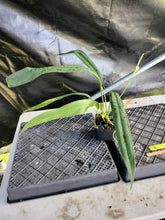 Load image into Gallery viewer, Anthurium Bakeri, Exact Plant Ships Nationwide
