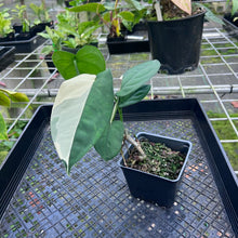 Load image into Gallery viewer, Syngonium Chiapense, Exact Plant Variegated
