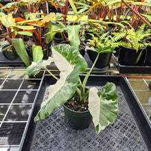 Load image into Gallery viewer, Alocasia Odora, Okinawa Silver, Exact Plant Variegated Ships Nationwide
