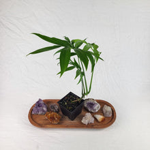 Load image into Gallery viewer, Monstera Subpinnata, Exact Plant Ships Nationwide
