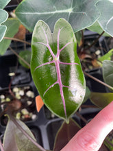 Load image into Gallery viewer, Alocasia Longiloba Black Satun Pink Bone 2.5" pot, Fedex 2day*
