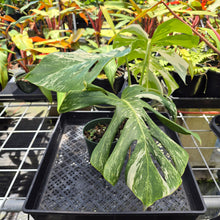 Load image into Gallery viewer, Monstera Borsigiana Albo Deliciosa, Exact Plant Variegated Ships Nationwide
