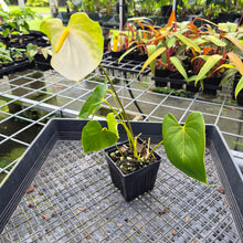 Load image into Gallery viewer, Anthurium White Obake 'Tropic Ice', 4" pot, Fedex 2day*
