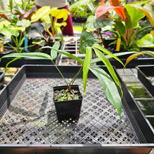 Load image into Gallery viewer, Anthurium Polydactylum, Exact Plant
