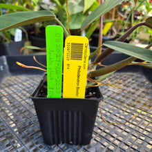 Load image into Gallery viewer, Philodendron Bicolor,Double plant. Exact Plant Ships Nationwide
