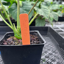 Load image into Gallery viewer, Anthurium Moodeanum, Exact Plant Ships Nationwide
