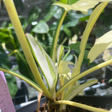 Load image into Gallery viewer, Philodendron Golden Dragon, Exact Plant Variegated
