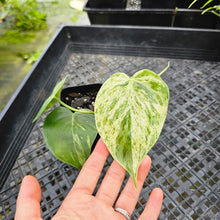Load image into Gallery viewer, Philodendron Hederaceum, Heart Leaf, Exact Plant Variegated Ships Nationwide
