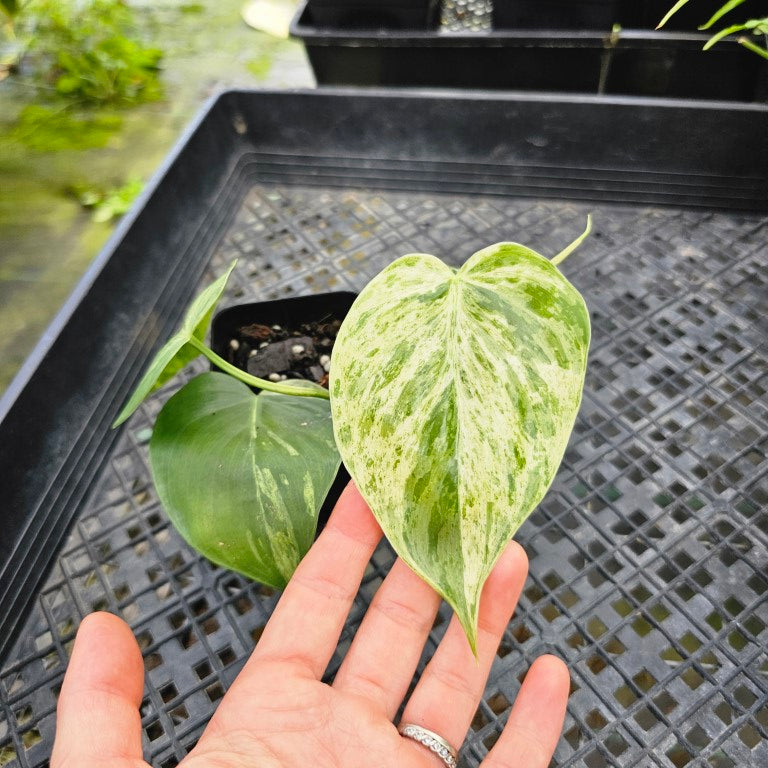 Philodendron Hederaceum, Heart Leaf, Exact Plant Variegated Ships Nationwide