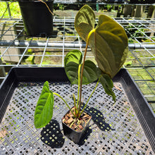 Load image into Gallery viewer, Anthurium Moodeanum x Veitchii, exact plant, Fedex 2day*

