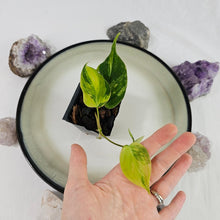 Load image into Gallery viewer, Philodendron Hederaceum Micans Aurea, Exact Plant Variegated Ships Nationwide
