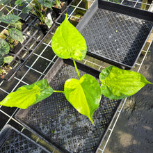 Load image into Gallery viewer, Alocasia Cucullata Banana Split Variegated exact plant, Fedex 2day*
