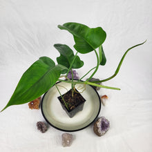 Load image into Gallery viewer, Philodendron Jerry Horne, Exact Plant Ships Nationwide
