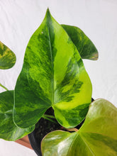 Load image into Gallery viewer, Anthurium Andraeanum White Heart, Exact Plant Variegated Ships Nationwide
